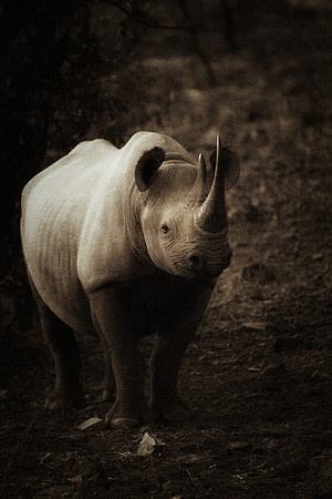 Africa, Bertazzoni, Botswana, India, Kenya, Namibia, Nikon, "South Africa", Tanzania, Zimbabwe, "black & white", "black rhino", "chinese medicine", details, holiday, horn, hunting, muscles, poaching,