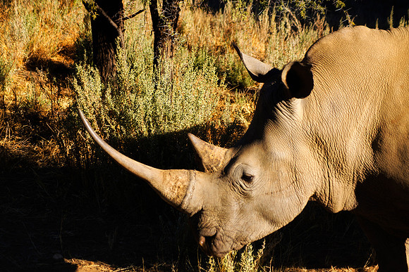 " white Rhino", poaching, Africa, horns, charge, " endangered species", Namibia, " South Africa", Zimbabwe, Botswana, Zambia, Kenya, Tanzania, savanna, safari, prairie, charging, safari, vacations, to