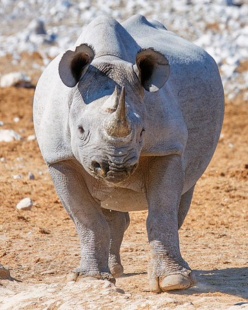 Africa, Bertazzoni, Botswana, India, Kenya, Namibia, Nikon, "South Africa", Tanzania, Zimbabwe, "black & white", "black rhino", "chinese medicine", details, holiday, horn, hunting, muscles, poaching,