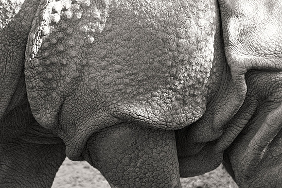 "asian rhino", rhino, horns, poaching, Asia, India, Bertazzoni, Nikon, rewsting, zoo, safari, trophy, skin, details, artistic, "black & white",