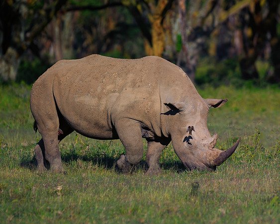 Africa, Bertazzoni, Botswana, India, Kenya, Namibia, Nikon, "South Africa", Tanzania, Zimbabwe, "black rhino", "chinese medicine", details, holiday, horn, hunting, poaching, safari, structure, zoo, po