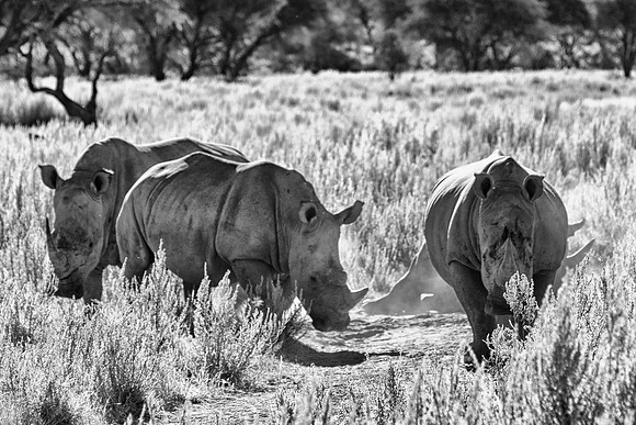 Africa, Botswana, India, Namibia, South Africa, Zimbabwe, artistic, bertazzoni, black & white, charge, horns, poaching, rhino, safari, savanna, white rhino, zoo