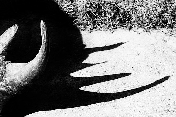 Africa, Bertazzoni, Botswana, India, Kenya, Namibia, Nikon, "South Africa", Tanzania, Zimbabwe, "black rhino", "chinese medicine", details, holiday, horn, hunting, poaching, safari, structure, zoo, ea