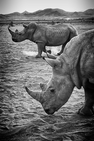 White Rhinos
