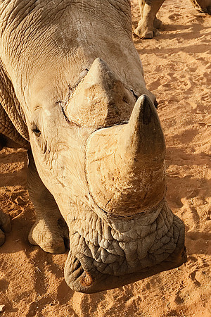 White Rhino