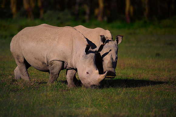 Africa, Bertazzoni, Botswana, India, Kenya, Namibia, Nikon, "South Africa", Tanzania, Zimbabwe, "black rhino", "chinese medicine", details, holiday, horn, hunting, poaching, safari, structure, zoo, po