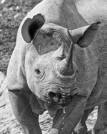 Africa, Bertazzoni, Botswana, India, Kenya, Namibia, Nikon, "South Africa", Tanzania, Zimbabwe, "black & white", "black rhino", "chinese medicine", details, holiday, horn, hunting, muscles, poaching,