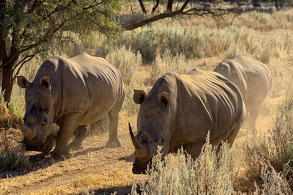 " white Rhino", poaching, Africa, horns, charge, " endangered species", Namibia, " South Africa", Zimbabwe, Botswana, Zambia, Kenya, Tanzania, savanna, safari, prairie, charging, safari, vacations, to