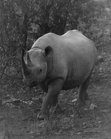 Africa, Bertazzoni, Botswana, India, Kenya, Namibia, Nikon, "South Africa", Tanzania, Zimbabwe, "black & white", "black rhino", "chinese medicine", details, holiday, horn, hunting, muscles, poaching,