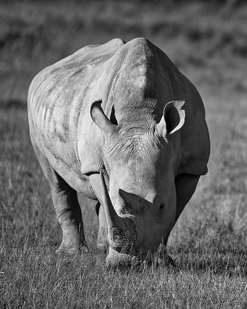 Africa, Bertazzoni, Botswana, India, Kenya, Namibia, Nikon, "South Africa", Tanzania, Zimbabwe, "black rhino", "chinese medicine", details, holiday, horn, hunting, poaching, safari, structure, zoo, po