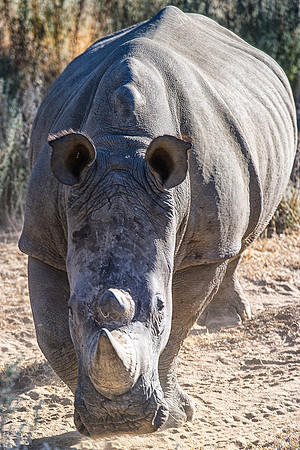 Africa, Botswana, Kenya, Namibia, South Africa, Tanzania, Zambia, Zimbabwe, charge, charging, endangered species, horns, poaching, prairie, safari, safari, savanna, tourism, vacations,"white Rhino", b