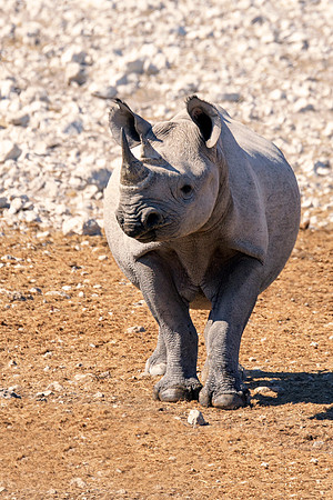 Africa, Bertazzoni, Botswana, India, Kenya, Namibia, Nikon, "South Africa", Tanzania, Zimbabwe, "black & white", "black rhino", "chinese medicine", details, holiday, horn, hunting, muscles, poaching,