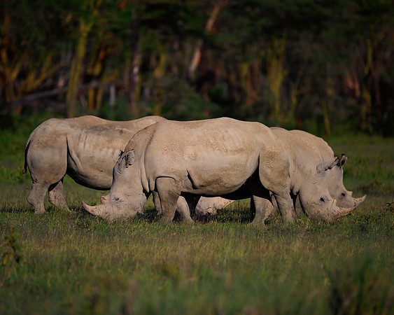 Africa, Bertazzoni, Botswana, India, Kenya, Namibia, Nikon, "South Africa", Tanzania, Zimbabwe, "black rhino", "chinese medicine", details, holiday, horn, hunting, poaching, safari, structure, zoo, po