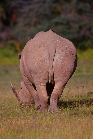 Africa, Bertazzoni, Botswana, India, Kenya, Namibia, Nikon, "South Africa", Tanzania, Zimbabwe, "black rhino", "chinese medicine", details, holiday, horn, hunting, poaching, safari, structure, zoo, po