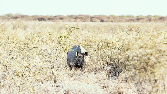 Black Rhino