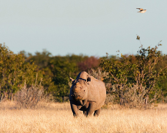 Africa, Bertazzoni, Botswana, India, Kenya, Namibia, Nikon, "South Africa", Tanzania, Zimbabwe, "black & white", "black rhino", "chinese medicine", details, holiday, horn, hunting, muscles, poaching,