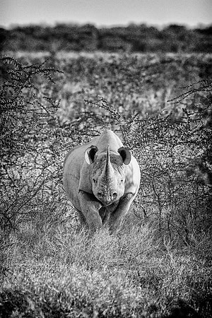 Black Rhino