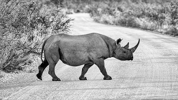 Black Rhino
