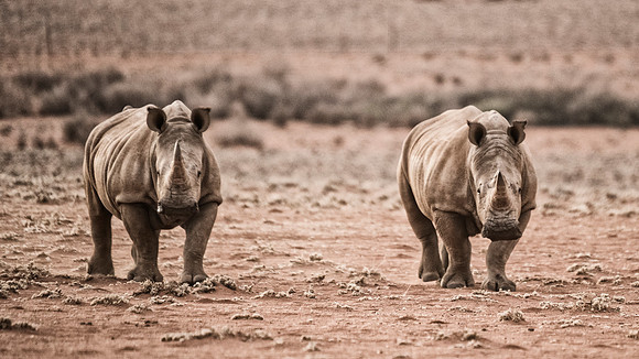 Rhinos
