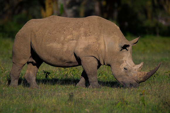 Africa, Bertazzoni, Botswana, India, Kenya, Namibia, Nikon, "South Africa", Tanzania, Zimbabwe, "black rhino", "chinese medicine", details, holiday, horn, hunting, poaching, safari, structure, zoo, po