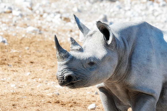 Africa, Bertazzoni, Botswana, India, Kenya, Namibia, Nikon, "South Africa", Tanzania, Zimbabwe, "black & white", "black rhino", "chinese medicine", details, holiday, horn, hunting, muscles, poaching,