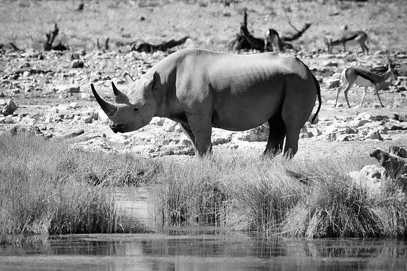 Africa, Bertazzoni, Botswana, India, Kenya, Namibia, Nikon, "South Africa", Tanzania, Zimbabwe, "black & white", "black rhino", "chinese medicine", details, holiday, horn, hunting, muscles, poaching,