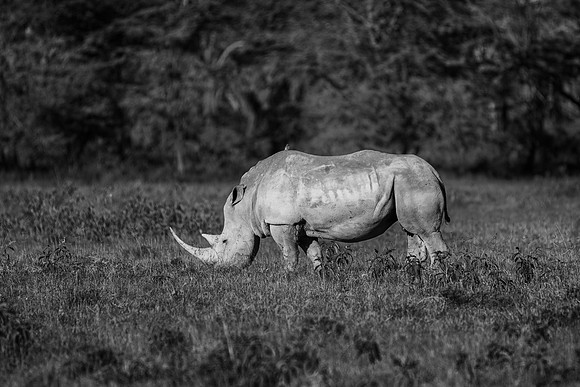 Africa, Bertazzoni, Botswana, India, Kenya, Namibia, Nikon, "South Africa", Tanzania, Zimbabwe, "black rhino", "chinese medicine", details, holiday, horn, hunting, poaching, safari, structure, zoo, po