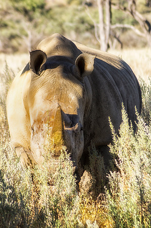 Africa,"South Africa", Botswana, Kenya, Namibia, Tanzania, Zambia, Zimbabwe, bertazzoni, charge, charging, endangered, horns, poaching, prairie, safari, safari, savanna, species, tourism, vacations, w