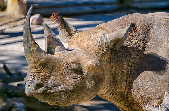 Black Rhino