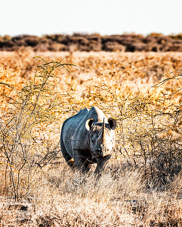 Black Rhino