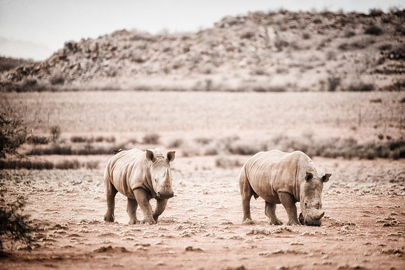 Rhinos