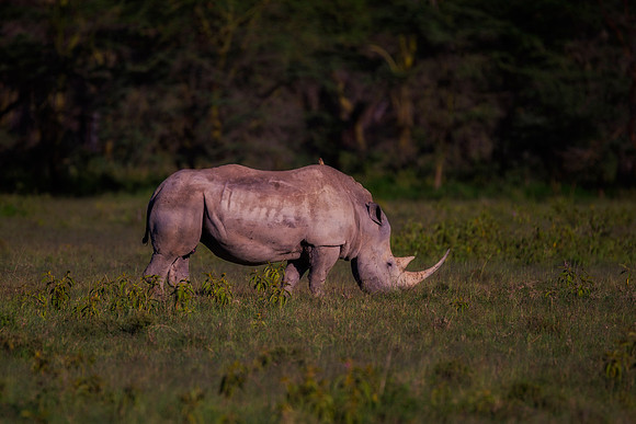 Africa, Bertazzoni, Botswana, India, Kenya, Namibia, Nikon, "South Africa", Tanzania, Zimbabwe, "black rhino", "chinese medicine", details, holiday, horn, hunting, poaching, safari, structure, zoo, po