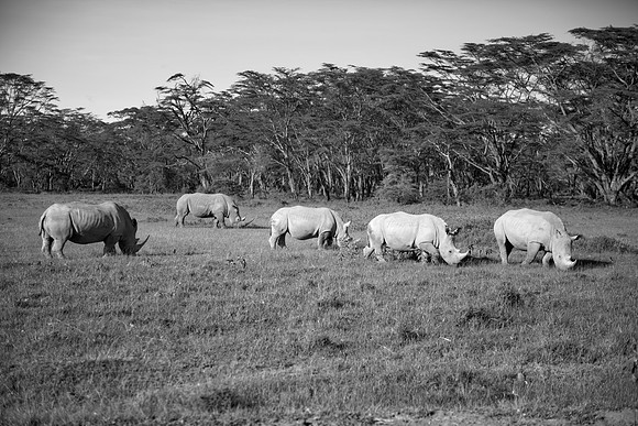 Africa, Bertazzoni, Botswana, India, Kenya, Namibia, Nikon, "South Africa", Tanzania, Zimbabwe, "black & white", "black rhino", "chinese medicine", details, holiday, horn, hunting, muscles, poaching,