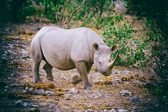Africa, Bertazzoni, Botswana, India, Kenya, Namibia, Nikon, "South Africa", Tanzania, Zimbabwe, "black & white", "black rhino", "chinese medicine", details, holiday, horn, hunting, muscles, poaching,