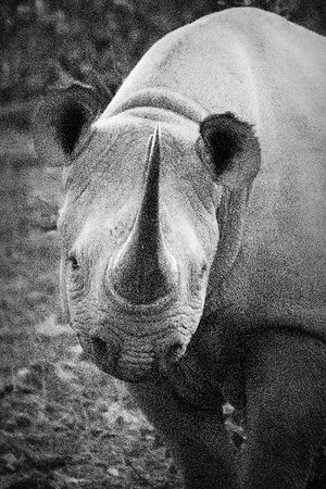 Africa, Bertazzoni, Botswana, India, Kenya, Namibia, Nikon, "South Africa", Tanzania, Zimbabwe, "black & white", "black rhino", "chinese medicine", details, holiday, horn, hunting, muscles, poaching,