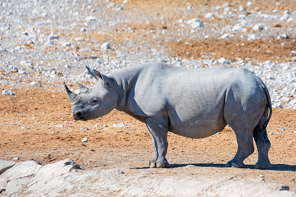 Africa, Bertazzoni, Botswana, India, Kenya, Namibia, Nikon, "South Africa", Tanzania, Zimbabwe, "black & white", "black rhino", "chinese medicine", details, holiday, horn, hunting, muscles, poaching,