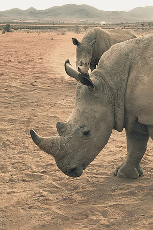 White Rhinos