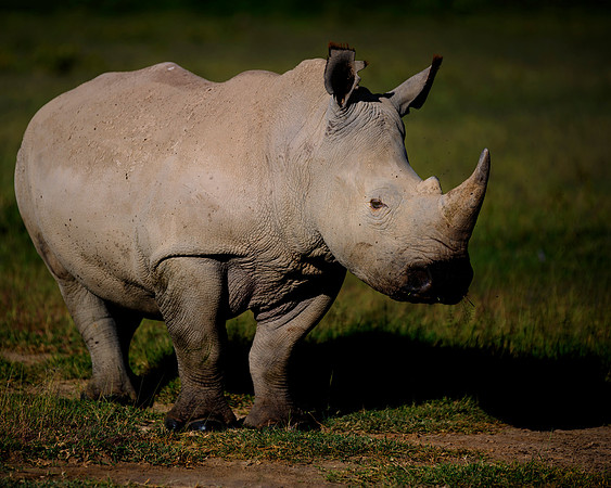 Africa, Bertazzoni, Botswana, India, Kenya, Namibia, Nikon, "South Africa", Tanzania, Zimbabwe, "black rhino", "chinese medicine", details, holiday, horn, hunting, poaching, safari, structure, zoo, po