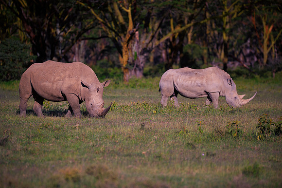 Africa, Bertazzoni, Botswana, India, Kenya, Namibia, Nikon, "South Africa", Tanzania, Zimbabwe, "black rhino", "chinese medicine", details, holiday, horn, hunting, poaching, safari, structure, zoo, po