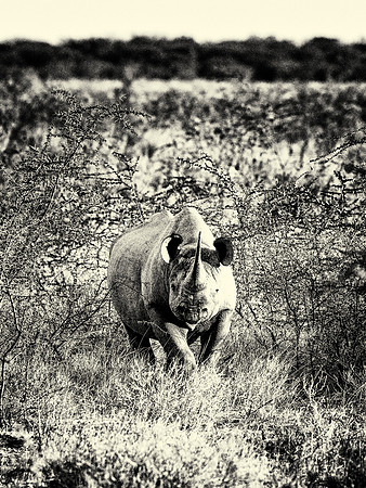 Black Rhino