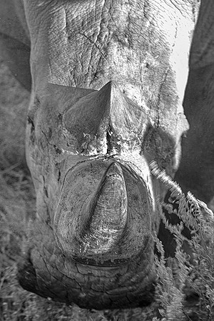 "white rhino", rhino, "black & white", Africa, artistic, safari, India, bertazzoni, horns, poaching, charge, Namibia, Zimbabwe, "South Africa", Botswana, zoo, savanna