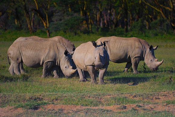 Africa, Bertazzoni, Botswana, India, Kenya, Namibia, Nikon, "South Africa", Tanzania, Zimbabwe, "black & white", "black rhino", "chinese medicine", details, holiday, horn, hunting, muscles, poaching,