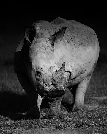 Africa, Bertazzoni, Botswana, India, Kenya, Namibia, Nikon, "South Africa", Tanzania, Zimbabwe, "black rhino", "chinese medicine", details, holiday, horn, hunting, poaching, safari, structure, zoo, po