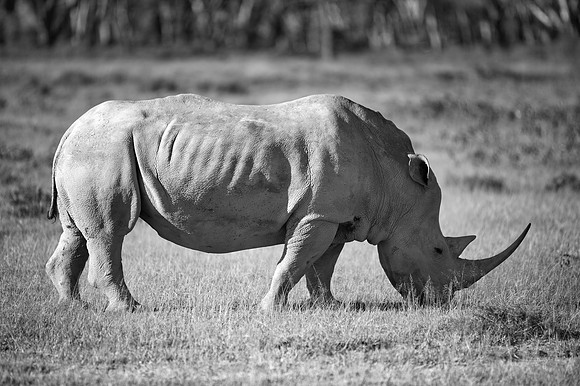 Africa, Bertazzoni, Botswana, India, Kenya, Namibia, Nikon, "South Africa", Tanzania, Zimbabwe, "black & white", "black rhino", "chinese medicine", details, holiday, horn, hunting, muscles, poaching,