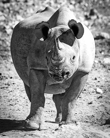 Africa, Bertazzoni, Botswana, India, Kenya, Namibia, Nikon, "South Africa", Tanzania, Zimbabwe, "black & white", "black rhino", "chinese medicine", details, holiday, horn, hunting, muscles, poaching,