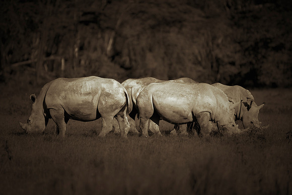 Africa, Bertazzoni, Botswana, India, Kenya, Namibia, Nikon, "South Africa", Tanzania, Zimbabwe, "black rhino", "chinese medicine", details, holiday, horn, hunting, poaching, safari, structure, zoo, po