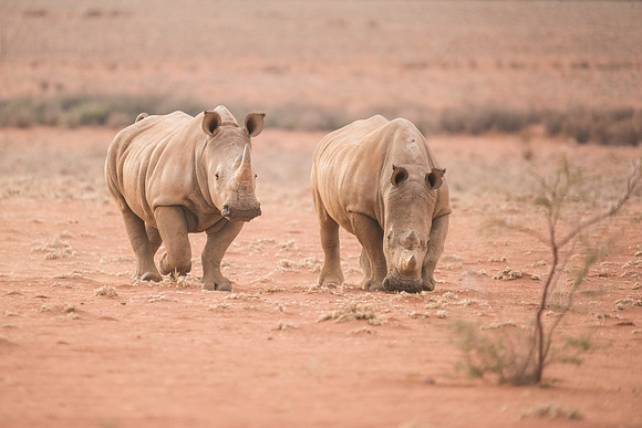 Rhinos