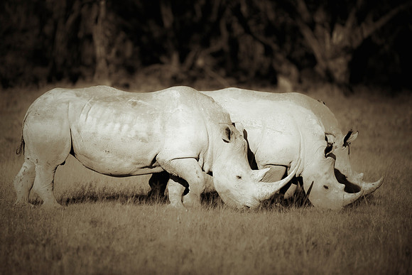 Africa, Bertazzoni, Botswana, India, Kenya, Namibia, Nikon, "South Africa", Tanzania, Zimbabwe, "black rhino", "chinese medicine", details, holiday, horn, hunting, poaching, safari, structure, zoo, po