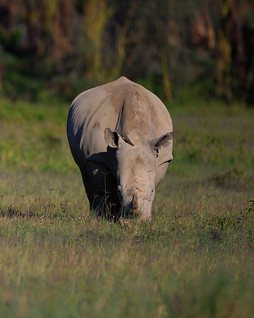 Africa, Bertazzoni, Botswana, India, Kenya, Namibia, Nikon, "South Africa", Tanzania, Zimbabwe, "black rhino", "chinese medicine", details, holiday, horn, hunting, poaching, safari, structure, zoo, po