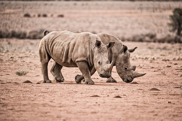 Rhinos